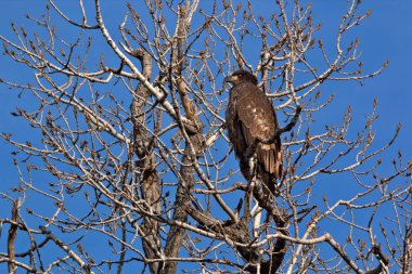Olgunlaşmamış kel kartal.