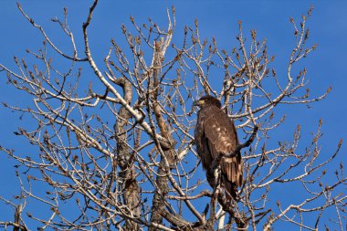 Olgunlaşmamış kel kartal.