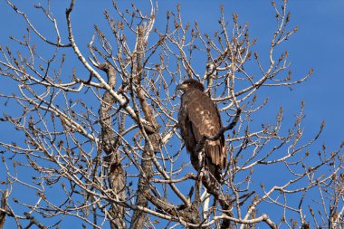 Olgunlaşmamış kel kartal.