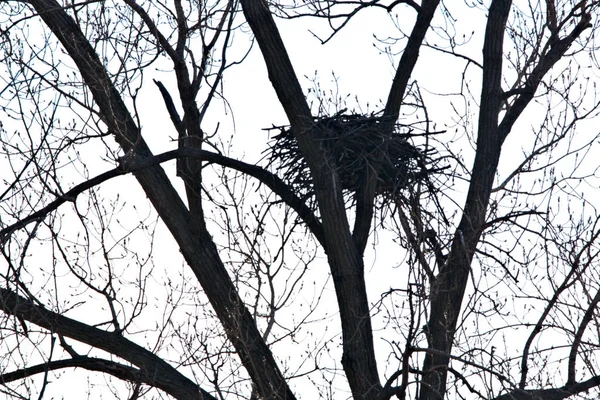 Łysy Orzeł Gniazda Łatwe Znalezienia Miesiącach Zimowych Liści Ukrywających — Zdjęcie stockowe