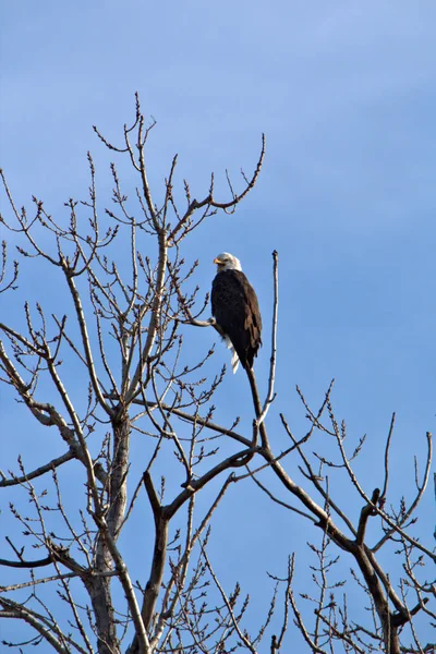 Mature Bald Eagle — Stock Photo, Image