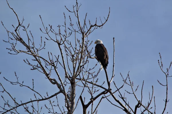 Ενηλίκων Bald Eagle — Φωτογραφία Αρχείου