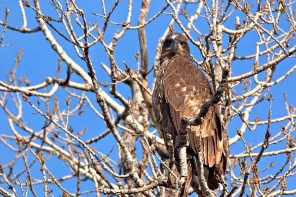 Immature Bald Eagle — Stock Photo, Image