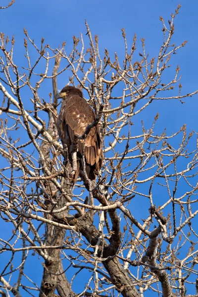 Aquila calva immatura — Foto Stock