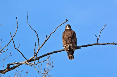 Olgunlaşmamış kel kartal.