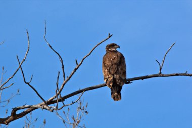 Olgunlaşmamış kel kartal.