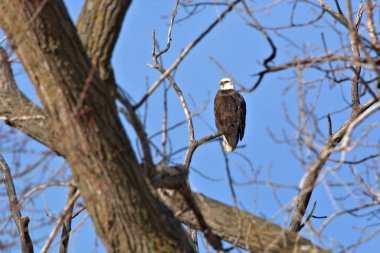 Yetişkin Kel Kartal