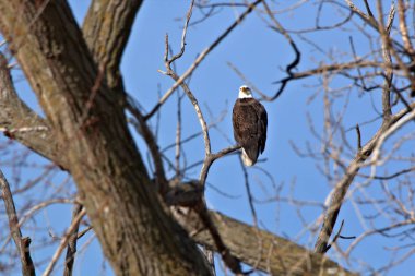 Yetişkin Kel Kartal