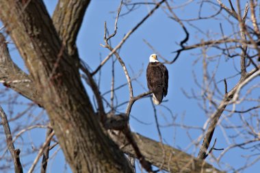 Yetişkin Kel Kartal
