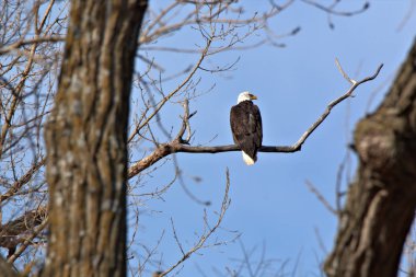 Yetişkin Kel Kartal