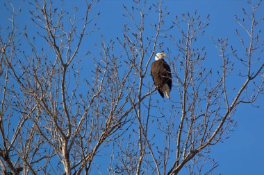 Yetişkin Kel Kartal