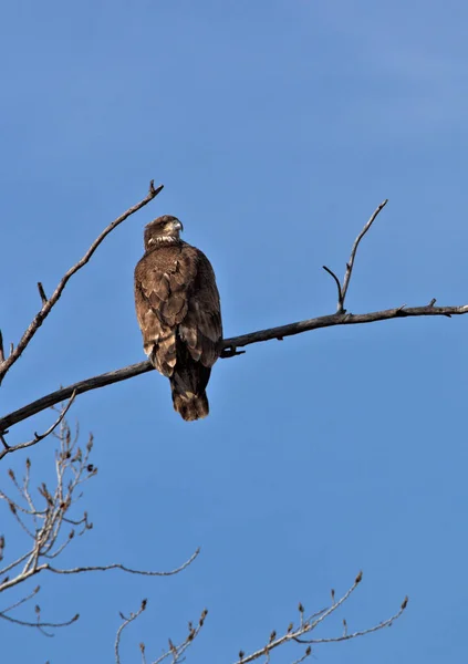 Unreife Weißkopfseeadler — Stockfoto