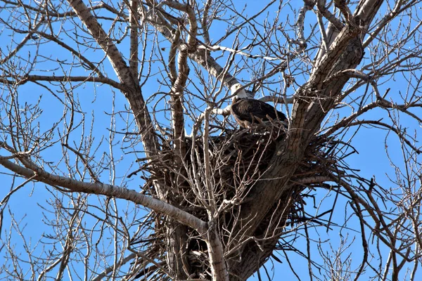 Weißkopfseeadler Hockt Auf Ihrem Nest — Stockfoto