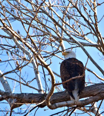 Yetişkin Kel Kartal