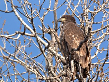 Olgunlaşmamış genç Kel Kartal