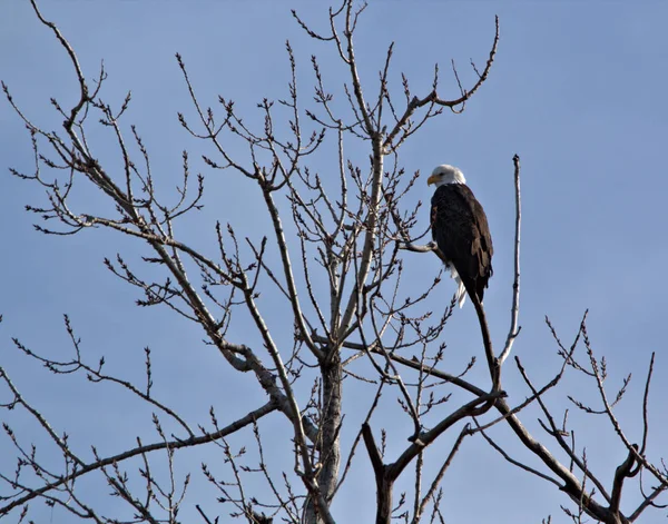 Ενηλίκων Bald Eagle — Φωτογραφία Αρχείου