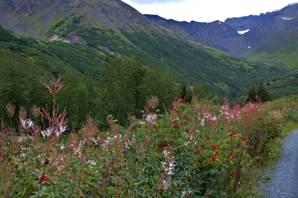 Alaska-landschaft — Stockfoto