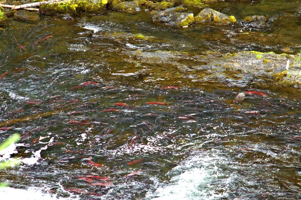 Alasca Salmão colorir os córregos Alaskan — Fotografia de Stock