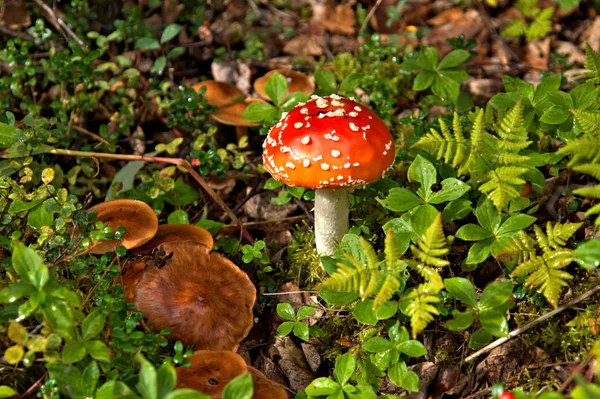 Champiñón Alaska —  Fotos de Stock