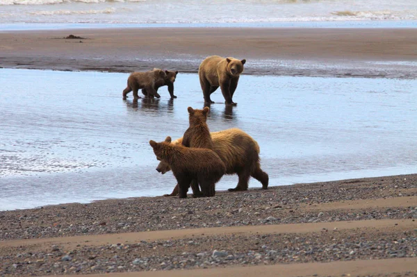Duas famílias de ursos marrons — Fotografia de Stock
