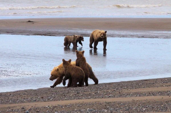 Niedźwiedzie przychodzą na plażę kopać działki — Zdjęcie stockowe