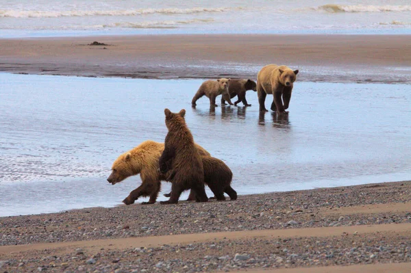 Bären kommen an den Strand, um zu graben — Stockfoto