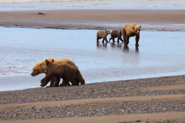 소문을 파헤치기 위해 해변으로 오는 곰들 — 스톡 사진