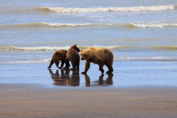 Niedźwiedzie przychodzą na plażę kopać działki — Zdjęcie stockowe