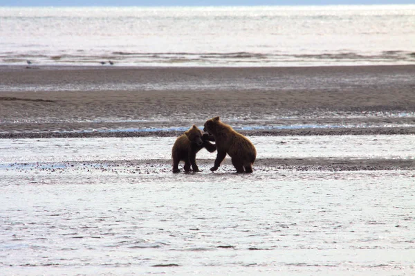 Orso bruno in Alaska — Foto Stock