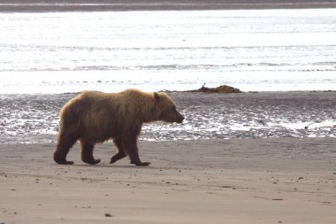 Alaska 'da Boz Ayı