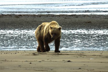 Alaska 'da Boz Ayı