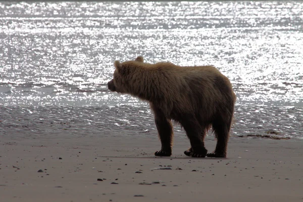 Brązowy Niedźwiedź na Alasce — Zdjęcie stockowe