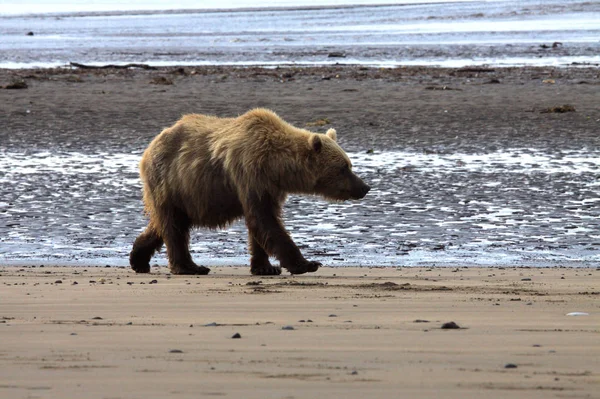 Oso pardo en Alaska —  Fotos de Stock