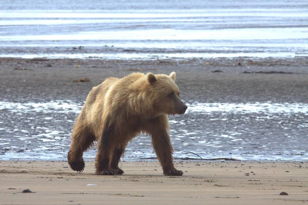 Avvicinamento di un Orso Grizzly — Foto Stock