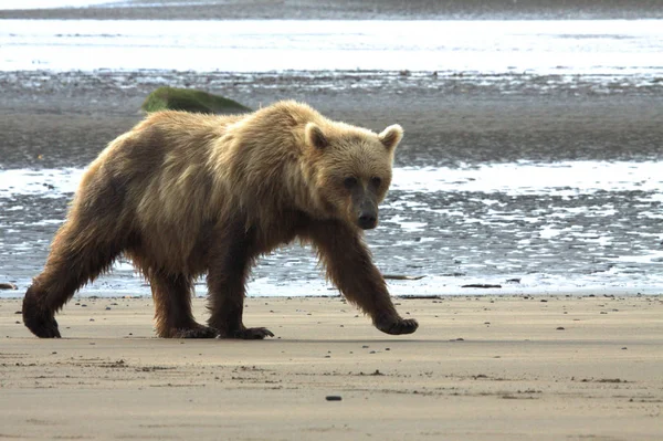 Fechar-se de um Urso Grizzly — Fotografia de Stock