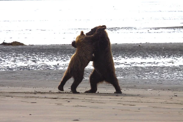 Медвежьи кошки на океанском пляже на Аляске — стоковое фото
