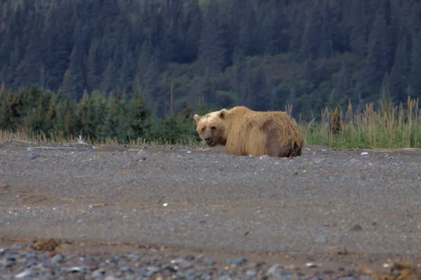 Brunbjörn i Alaska — Stockfoto