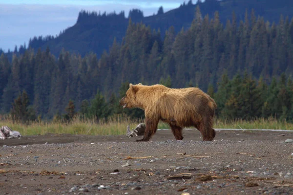 Alaska 'da Boz Ayı — Stok fotoğraf