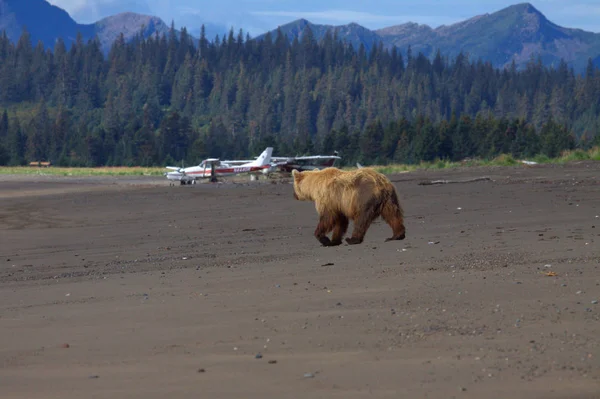 背景に小さな飛行機でアラスカのブラウンベア — ストック写真