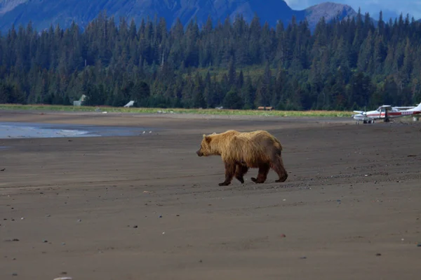 Urso marrom em Clark Lake National Park, Alasca — Fotografia de Stock