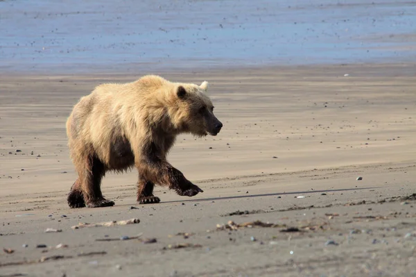 Brown Bear на Алясці — стокове фото