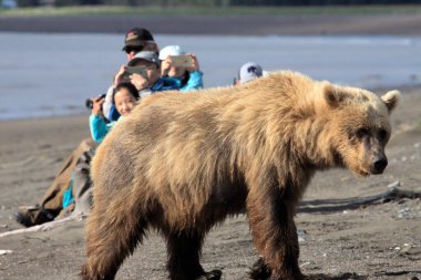 Brown Bear in Alaska clipart