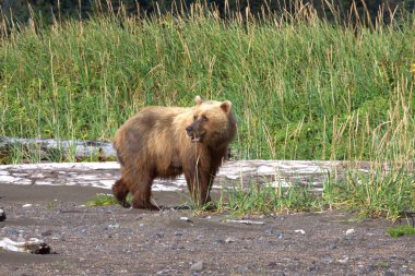 Kahverengi Ayı Clark Lake Ulusal Parkı, Alaska 'da