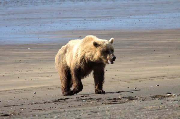 Oso pardo en Alaska — Foto de Stock