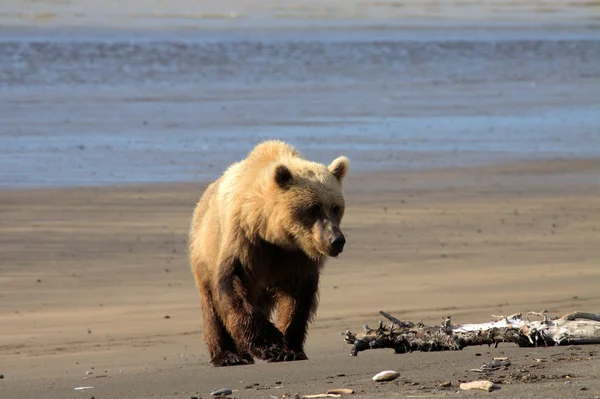 Brown Bear на Алясці — стокове фото