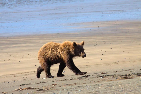 알래스카의 곰 — 스톡 사진