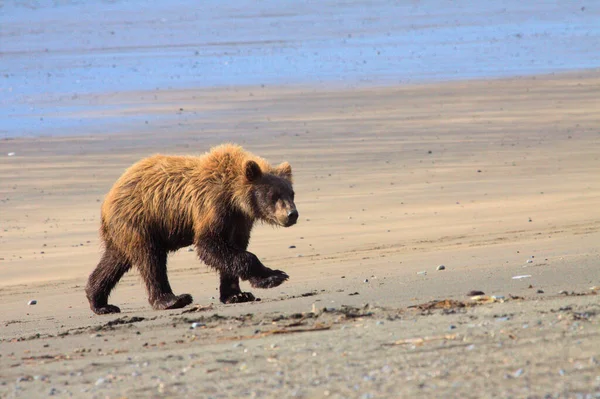 알래스카의 곰 — 스톡 사진