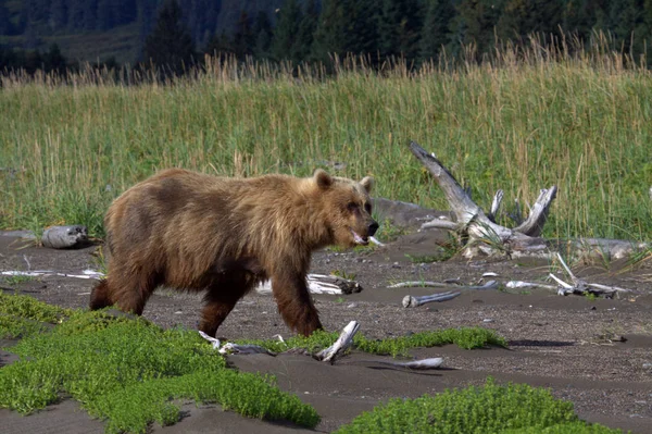 Brown Bear на Алясці — стокове фото