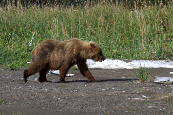 Urso castanho no Alasca — Fotografia de Stock