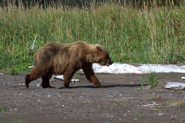 Alaska 'da Boz Ayı — Stok fotoğraf